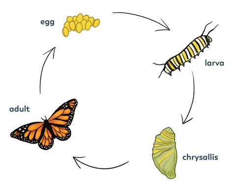 what is the first form of a butterfly figgerits|The Lifecycle of Butterflies: From Egg to Imago (4 Stages).